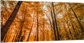 Tuinposter – Bos met Hoge Bomen in Herfstkleuren - 200x100 cm Foto op Tuinposter (wanddecoratie voor buiten en binnen)
