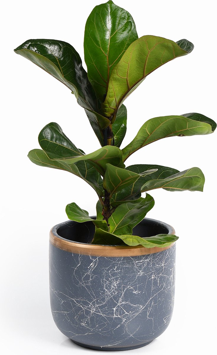 Bloempotten Binnen – Medium Set van 2 - Keramiek - Gouden Rand - Bloempot buiten - Afvoergat - ⌀19 cm – Wit Zwart / Groen