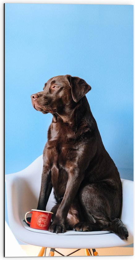 WallClassics - Dibond - Grote Hond Zittend op Stoel met Kop Koffie - 50x100 cm Foto op Aluminium (Met Ophangsysteem)