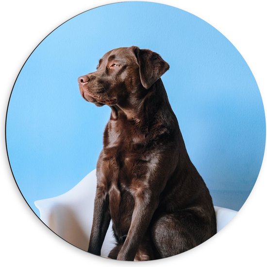 WallClassics - Cercle Mural Dibond - Grand Chien Assis sur Chaise avec Tasse de Café - Photo 60x60 cm sur Cercle Mural Aluminium (avec système d'accrochage)