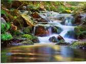 Dibond - Kleine Stromende Rivier door het Regenwoud - 80x60 cm Foto op Aluminium (Wanddecoratie van metaal)