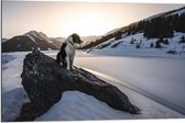 WallClassics - Dibond - Hond op een Rots in de Sneeuw tussen de Bergen - 90x60 cm Foto op Aluminium (Wanddecoratie van metaal)