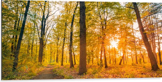 Dibond - Oranje Zonnestralen door Groen Bos - 100x50 cm Foto op Aluminium (Wanddecoratie van metaal)