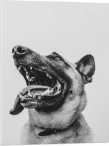 WallClassics - PVC Schuimplaat- Hond met uitstekende Tong - Herdershond - 60x80 cm Foto op PVC Schuimplaat