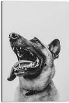 WallClassics - Dibond - Hond met uitstekende Tong - Herdershond - 50x75 cm Foto op Aluminium (Met Ophangsysteem)