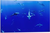 WallClassics - Vlag - Haaien Onderwater in de Blauwe Zee - 60x40 cm Foto op Polyester Vlag