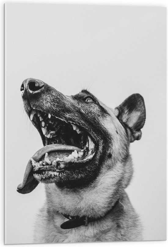WallClassics - Acrylglas - Hond met uitstekende Tong - Herdershond - 50x75 cm Foto op Acrylglas (Wanddecoratie op Acrylaat)