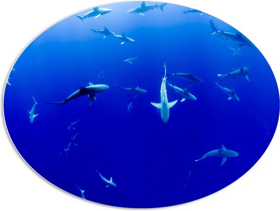 WallClassics - PVC Schuimplaat Ovaal - Haaien Onderwater in de Blauwe Zee - 96x72 cm Foto op Ovaal (Met Ophangsysteem)