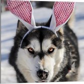 WallClassics - Dibond - Hond met Konijnenhaarband in de Sneeuw - Siberische Husky - 80x80 cm Foto op Aluminium (Met Ophangsysteem)