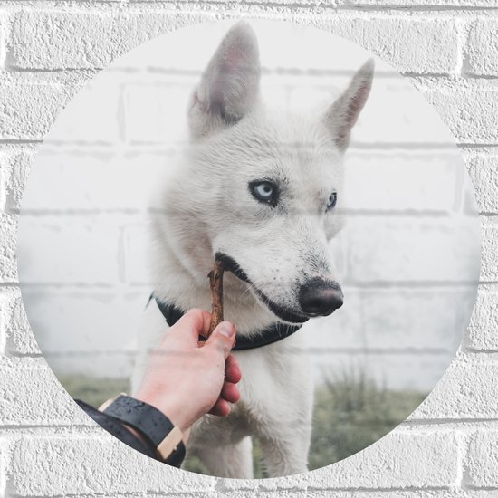 WallClassics - Muursticker Cercle - Husky Witte mordant une branche - Photo 50x50 cm sur Muursticker