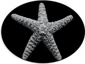 WallClassics - PVC Schuimplaat Ovaal - Witte Zeester met Zwarte Achterkant - 40x30 cm Foto op Ovaal (Met Ophangsysteem)