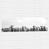WallClassics - Muursticker - Kudde Schapen in het Weiland - 120x40 cm Foto op Muursticker