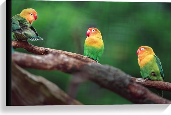 Canvas - Trio van Blije Kleurrijke Vogels op Takken van Bomen - 60x40 cm Foto op Canvas Schilderij (Wanddecoratie op Canvas)