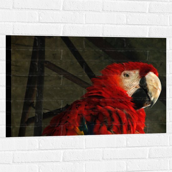 WallClassics - Muursticker - Tropische Vogel - Papegaai - 90x60 cm Foto op Muursticker