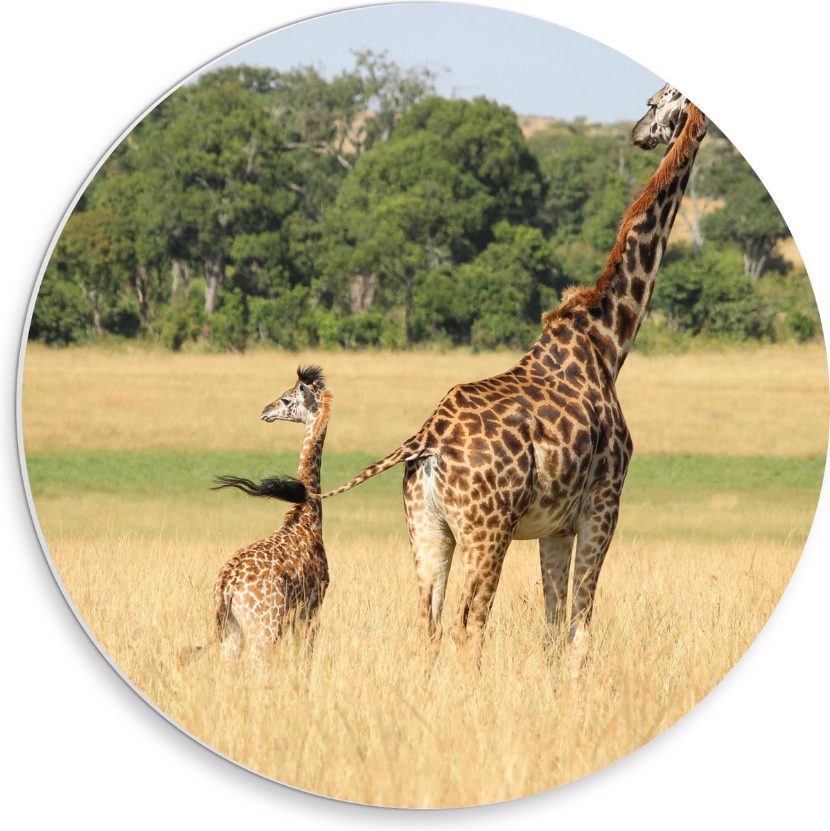 PVC Schuimplaat Muurcirkel - Lopende Giraffe en Baby Giraffe - 30x30 cm Foto op Muurcirkel (met ophangsysteem)