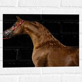 WallClassics - Muursticker - Zijkant van Bruin Paard tegen Zwarte Achtergrond - 40x30 cm Foto op Muursticker