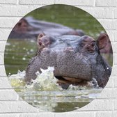 WallClassics - Muursticker Cirkel - Zwemmende Nijlpaarden - 70x70 cm Foto op Muursticker