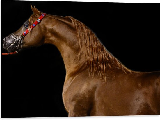 WallClassics - Dibond - Zijkant van Bruin Paard tegen Zwarte Achtergrond - 80x60 cm Foto op Aluminium (Wanddecoratie van metaal)