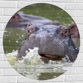 WallClassics - Muursticker Cirkel - Zwemmende Nijlpaarden - 80x80 cm Foto op Muursticker