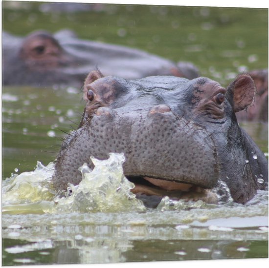 WallClassics - Vlag - Zwemmende Nijlpaarden - 80x80 cm Foto op Polyester Vlag