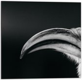 Dibond - Zijaanzicht van Neushoornvogel (Zwart- wit) - 50x50 cm Foto op Aluminium (Wanddecoratie van metaal)