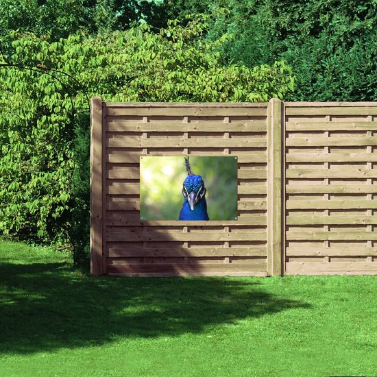 Tuinposter – Vooraanzicht van Blauwe Pauwenkop - 105x70 cm Foto op Tuinposter (wanddecoratie voor buiten en binnen)
