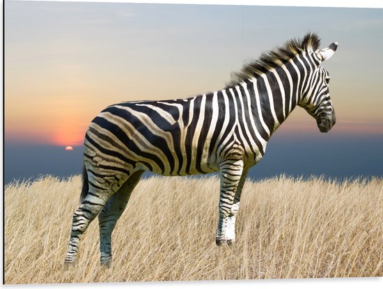 Dibond - Zijaanzicht van Zebra in Grassen tijdens Zonsopkomst - 80x60 cm Foto op Aluminium (Met Ophangsysteem)