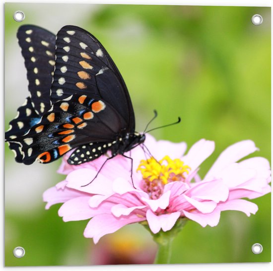 Tuinposter – Zwart met Oranje Papilio Vlinder op Lichtroze Bloem - 50x50 cm Foto op Tuinposter (wanddecoratie voor buiten en binnen)