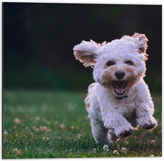 WallClassics - Dibond - Blij rennend Hondje in het Gras - 50x50 cm Foto op Aluminium (Wanddecoratie van metaal)