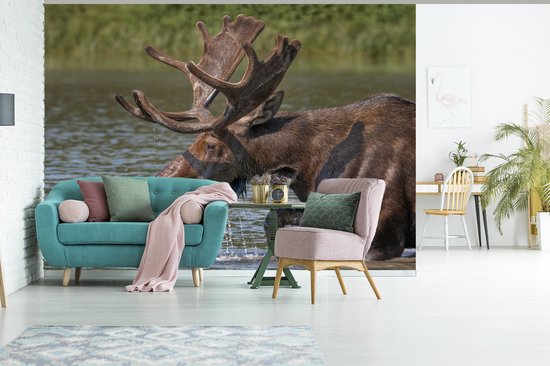 Papier peint photo peint photo vinyle - Elk couché dans l'eau largeur 275 cm x hauteur 220 cm - Tirage photo sur papier peint (disponible en 7 tailles)