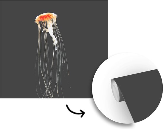 Papier peint Papier peint photo en vinyle - Méduse sur fond sombre largeur 240 cm x hauteur 240 cm - Tirage photo sur papier peint (disponible en 7 tailles)