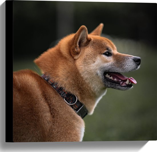 WallClassics - Canvas - Bruine Akita Hond in het Gras - 40x40 cm Foto op Canvas Schilderij (Wanddecoratie op Canvas)