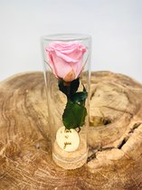 Speciaal Valentijnsdag Cadeau | kleine roze Longlife roos in reageerbuisje