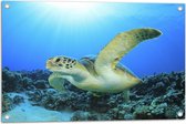 Tuinposter – Zwemmende Zeeschildpad bij Koraal op de Zeebodem - 75x50 cm Foto op Tuinposter (wanddecoratie voor buiten en binnen)