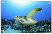 Tuinposter – Zwemmende Zeeschildpad bij Koraal op de Zeebodem - 60x40 cm Foto op Tuinposter (wanddecoratie voor buiten en binnen)