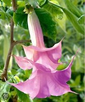 Brugmansia Roze - 3 Planten – Engelentrompet – Kuipplant – Potplant - Groenblijvend – ⌀9 cm - 25-30 cm - Garden Select