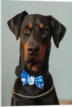 WallClassics - PVC Schuimplaat - Hond met Blauwe Strik - 50x75 cm Foto op PVC Schuimplaat (Met Ophangsysteem)