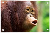 Tuinposter – Fluitende Rood-Bruine Orang Oetan in Regenwoud - 60x40 cm Foto op Tuinposter (wanddecoratie voor buiten en binnen)