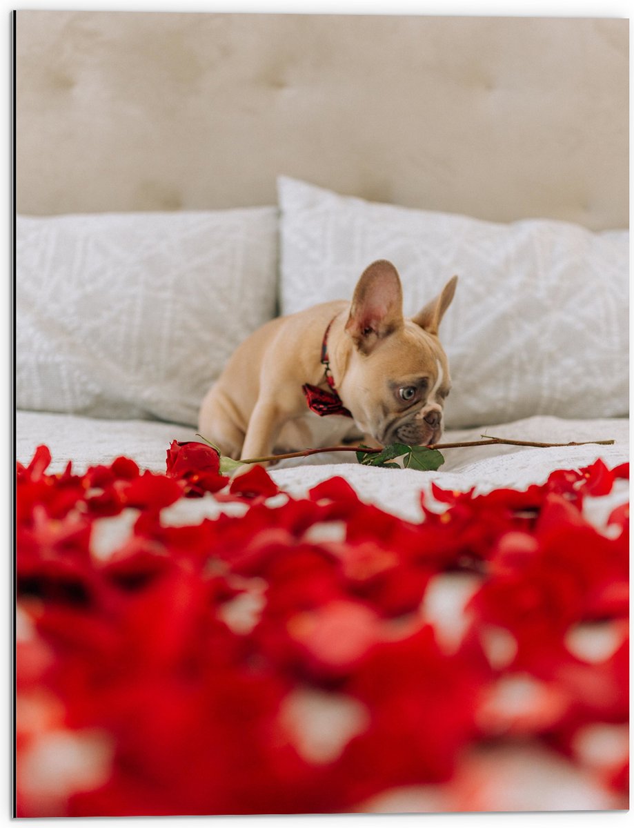 Dibond - Hondje op Bed met Rode Rozenblaadjes - Franse Buldog - 60x80 cm Foto op Aluminium