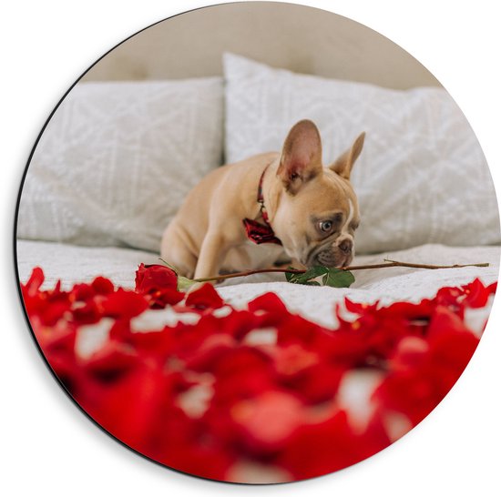 WallClassics - Dibond Muurcirkel - Hondje op Bed met Rode Rozenblaadjes - Franse Buldog - 40x40 cm Foto op Aluminium Muurcirkel (met ophangsysteem)