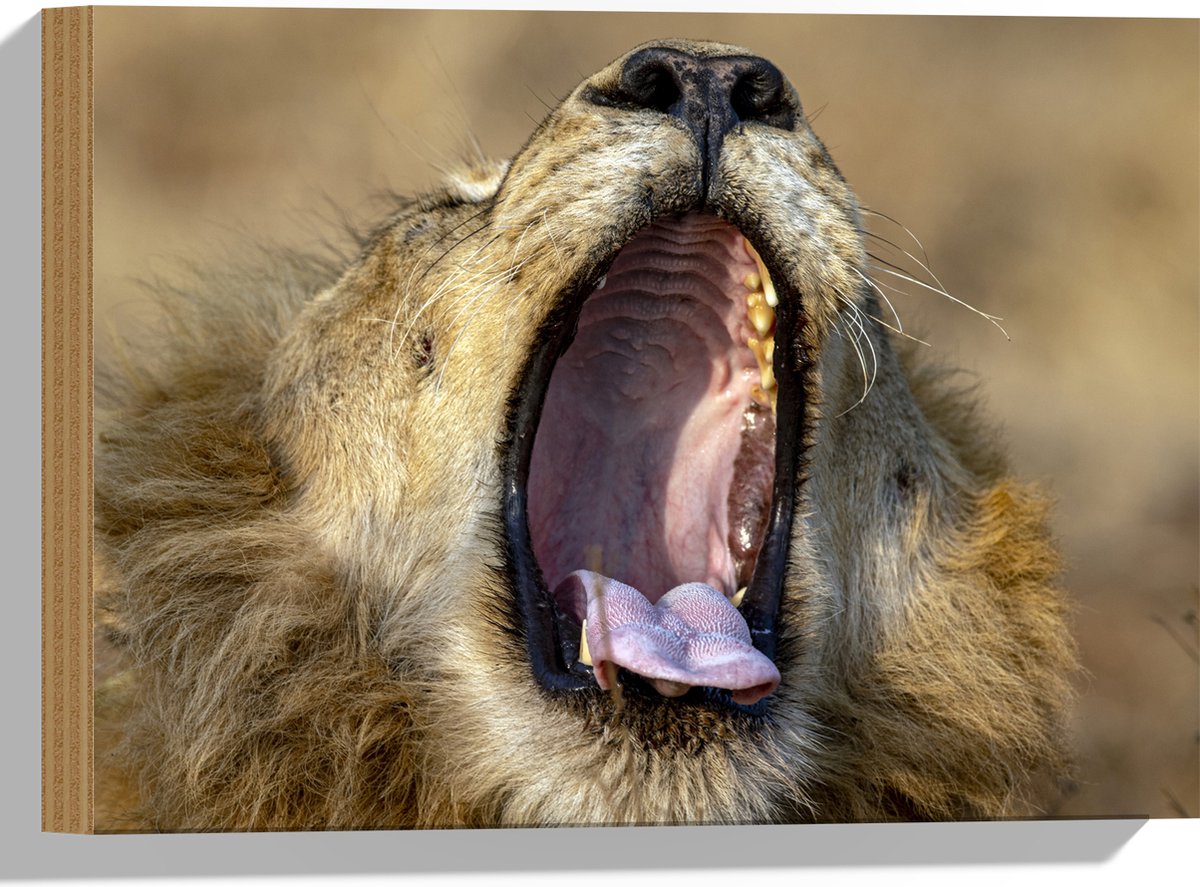 Hout - Brullende Leeuw zonder Tanden - 40x30 cm - 9 mm dik - Foto op