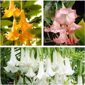 Brugmansia Mix Geel, Roze en Wit – 3 Planten - Engelentrompet – Kuipplant – Groenblijvend – ⌀9 cm - 25-30 cm - Garden Select