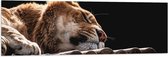 WallClassics - Drapeau - Lion Endormi - Teeuw - 120x40 cm Photo sur Drapeau Polyester
