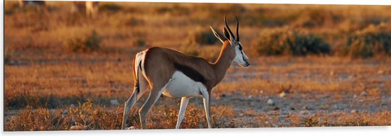 Dibond - Achterkant van Antilope in Landschap, Afrika - 120x40 cm Foto op Aluminium (Wanddecoratie van metaal)