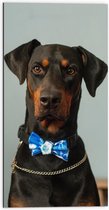 WallClassics - Dibond - Hond met Blauwe Strik - 50x100 cm Foto op Aluminium (Wanddecoratie van metaal)