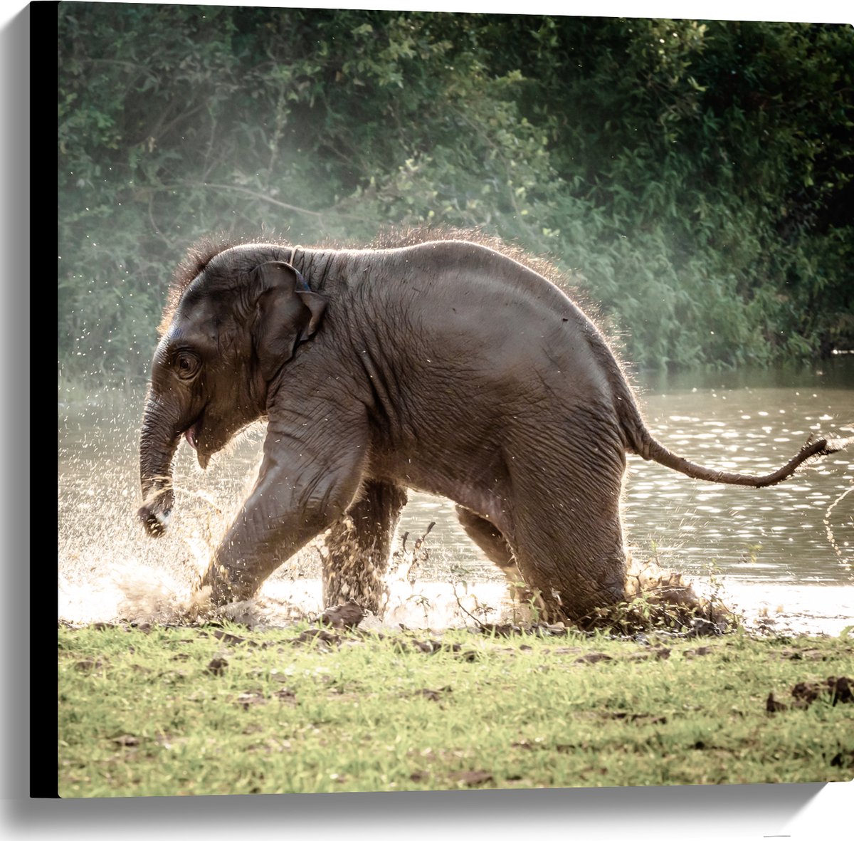 Canvas - Baby Olifant Spelend in Meer in Regenwoud - 60x60 cm Foto op Canvas Schilderij (Wanddecoratie op Canvas)