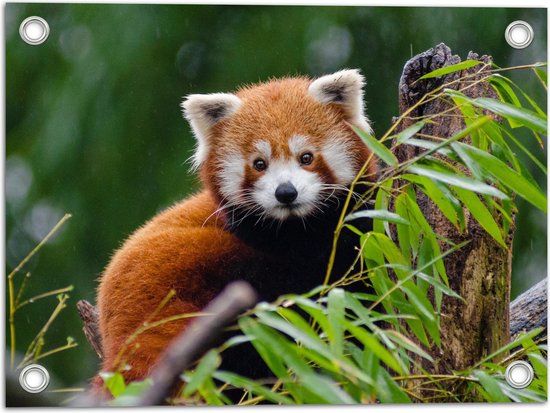 Tuinposter – Aandoenlijke Rode Panda op Boomstam met Groene Planten - 40x30 cm Foto op Tuinposter (wanddecoratie voor buiten en binnen)