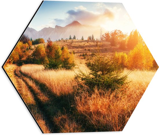Dibond Hexagon - Felle Zon over Landschap met Oranje Bomen en Droge Grassen - 40x34.8 cm Foto op Hexagon (Met Ophangsysteem)