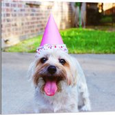 WallClassics - Dibond - Feestelijk Hondje - 80x80 cm Foto op Aluminium (Met Ophangsysteem)