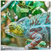 WallClassics - Tuinposter – Panterkameleon in de Natuur - 50x50 cm Foto op Tuinposter  (wanddecoratie voor buiten en binnen)